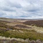 Woodhead