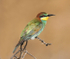 European Bee Eater