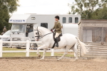 Class 213 - Ridden Hunter - Large portfolio