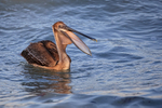 Brown Pelican swallowing, Sanibel Island, Florida