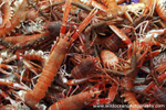 GSF008 - Langoustines & Squat lobsters