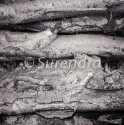 Bark Series 1 樹皮 portfolio