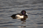 Tufted Duck