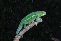 Panther Chameleon