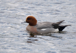 Wigeon