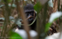 Gorilla baby