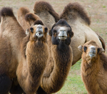 Camels
