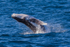 0A3A3943. Baby Breach 1