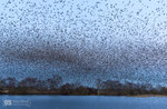 Starling Murmurations, Avalon Marshes_GS1114