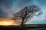 Sycamore sunset, Bude