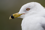 Ring-billed Gull