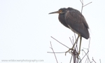 FLB004: Tricolor heron