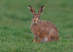 Brown Hare