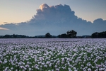 Opium Poppies Drax Estate 2