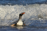Gentoo bow wave on landing, Sea Lion Island, Falklands
