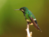 Green Thorntail (female) perched on a branch at La Paz Gardens