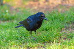carrion crow Corvus corone-5831