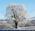 Hoare Frost