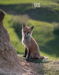 Young fox in summer