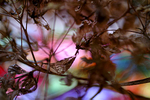 Flowers Set 14 - 10