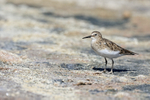 Baird's Sandpiper portfolio