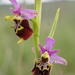 Apennine Late Spider orchid (Ophrys dinarica also Ophrys fuciflora ssp dinarica).