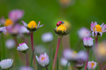 In the world  of Ladybirds
