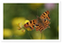 Meadow Life Comma