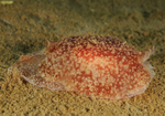 Pleurobranchus membranaceus
