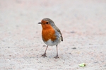 Robin