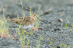 Snipe on volcanic ash, Iceland
