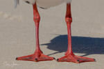 Gull Legs