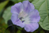 Nicandra4