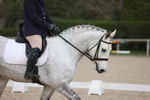 Unaffiliated Dressage portfolio
