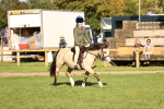 S7 - Novice & Newcomers Ridden Pony portfolio