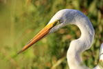 Great Egret head close, Venice Rookery, Florida