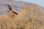 Northern Harrier, autumn tree background, Bosque del Apache