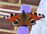 Butterfly by Michael Julian