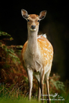 Nature 65