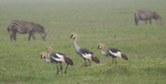 Grey Crowned Crane