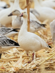 Snow Goose (light morph adult), Bosque del Apache, New Mexico