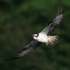 Osprey in flight after a dive for fish at Rothiemurchus