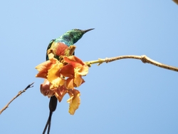 Beautiful Sunbird