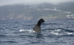 Sperm Whale Fluke, Pico Island, Azores