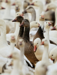 Snow Goose (juvenile dark morph), Bosque del Apache, New Mexico