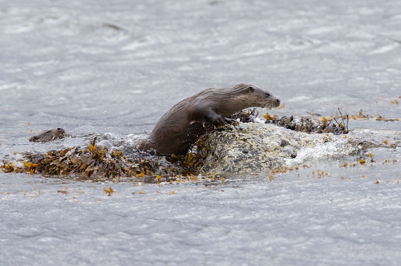 Eurasian Otter - Isle of Mull - Scotland