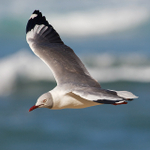 Grey-headed Gull in flight