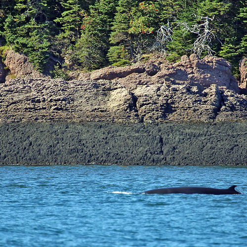 A Minke whale surfaces near Campobello Island, New Brunswick.