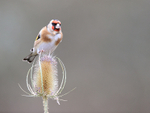 Goldfinch perched on teasel, Otterbourne, Hampshire