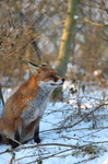Red Fox in snow_ AGTO151